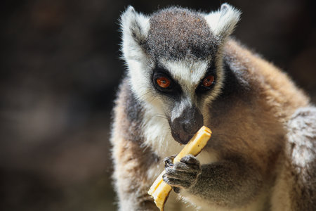 Close Up Lemur at Mauritius Zooの写真素材