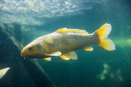 Large Fish Swimming in Tankの写真素材