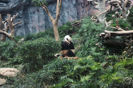 Panda Bear Sitting in Forestの写真素材