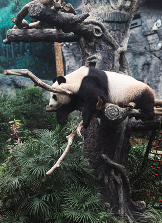Panda Bear Sitting on a Tree at Macao Zooの写真素材