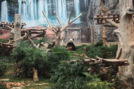 Panda Bear Sitting in a Forestの写真素材
