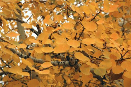 Aspen Leaves Background