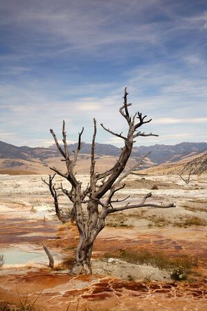 Lone Tree in Yellowstone National Park