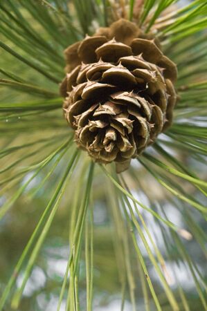 Selective focus photography of a Ponderosa Pine cone