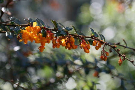 Orange Flowers in bloomの写真素材