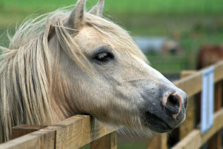  White pony looking over a fenceの写真素材