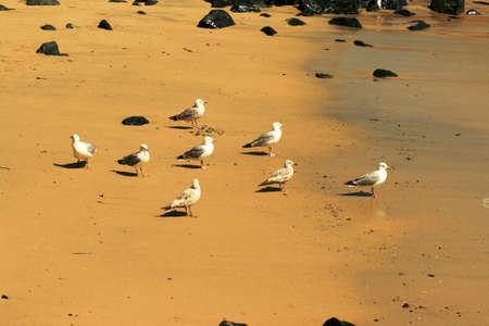 Flock of seagulls on a beachの写真素材