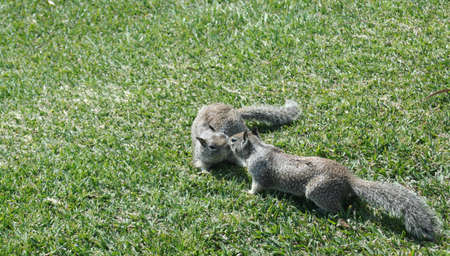  kisssing  squirrels  1