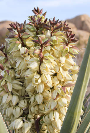 giant wild cactus flower in full bloomの写真素材