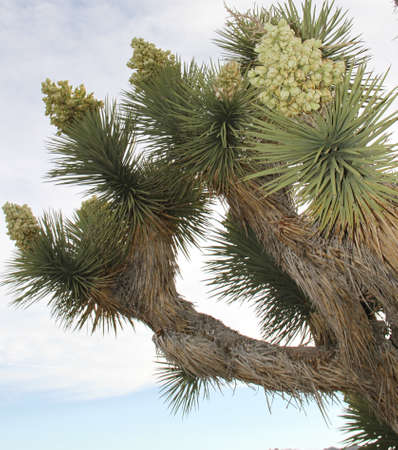 Five Joshua Tree flowers blooming against blue desert skyの写真素材