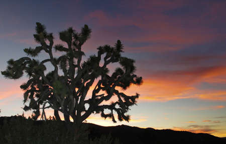 Lone Joshua Tree shadow against colorful desert sunsetの写真素材