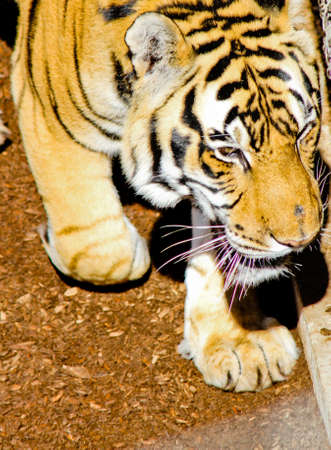 Stalking male tiger head shot from aboveの写真素材