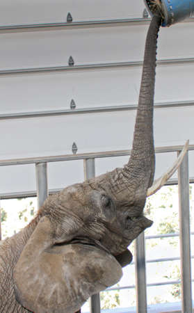 elephant reaching up high with trunk for food の写真素材