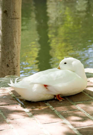 Duckの写真素材