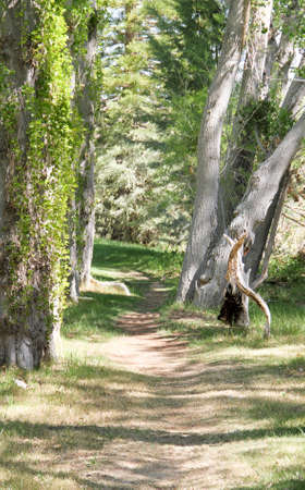 Walking Pathの写真素材