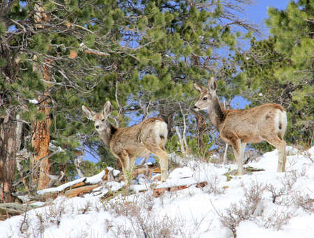 Two mule deer foraging for food on snowy hillsideの写真素材
