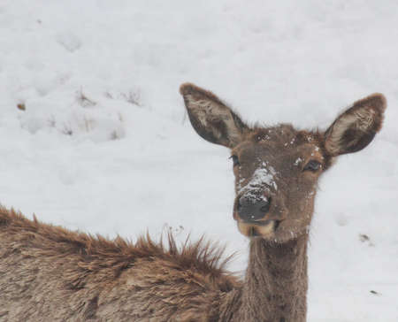 molting elk in snow face shotの写真素材