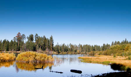 cattails, sky and trees reflected in mountain duck pond