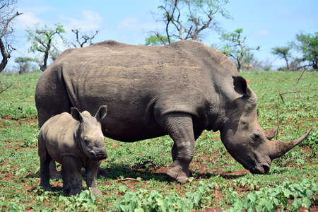 Rhinocerosの写真素材