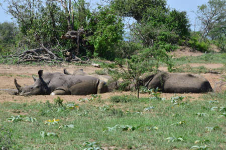 Rhinocerousの写真素材