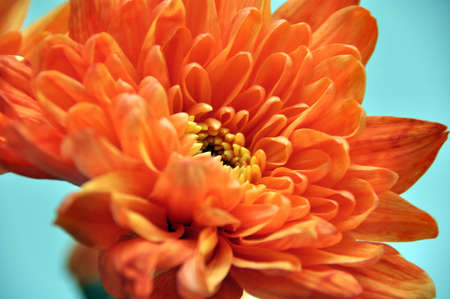 Orange flowerの写真素材