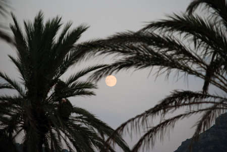 Palm tree and moonの写真素材