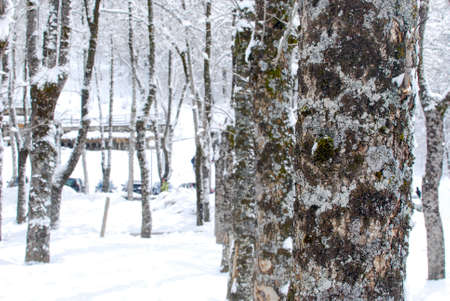 Snow landscape in winter (Spain)の写真素材
