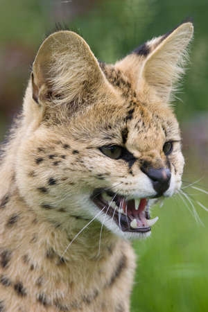 serval showing teethの写真素材