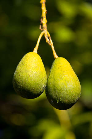 Avocado growing on a tree