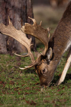 Red Deer Stage Maleの写真素材