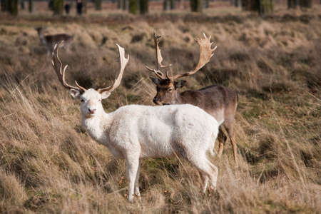 White Stag from the Red Deer familyの写真素材