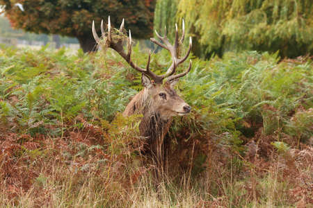 Majestic Stag Wild Red Deer in fern and wooded parklandの写真素材