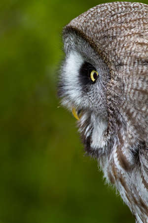 Great Grey Owl or Lapland Owl (Strix nebulosa)の写真素材