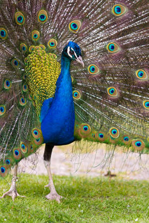 beautiful display feathers plumage of male peacock