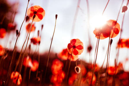 Beautiful poppies in a field in the rays of the sun