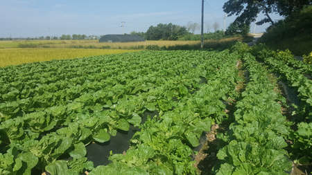 korea cabbageの写真素材