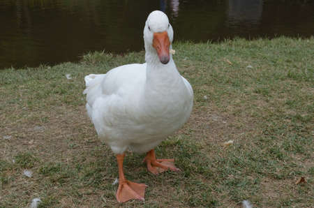 duckの写真素材