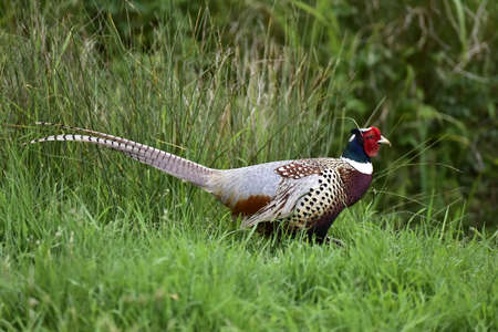 Pheasant walking through the long grass in a fieldの写真素材