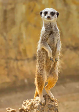 Meerkat or Suricate standing on the wooden stumpの写真素材