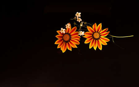 A Yellow Red and White Flower on a black back groundの写真素材