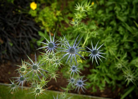 blue green yellow star shaped flower on a blurred background