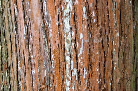 Conifer stem closeupの写真素材