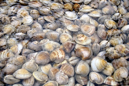 Close up of fresh clams in fish marketの写真素材