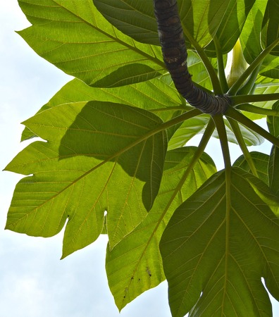 Leaves