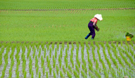 Farmer is busy in weedingの写真素材