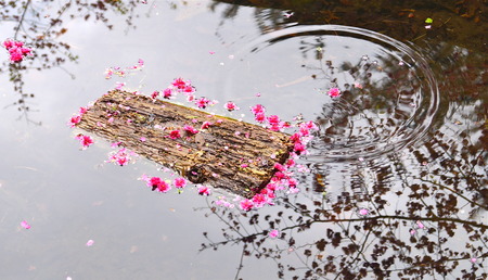 Flower drop in pondの写真素材