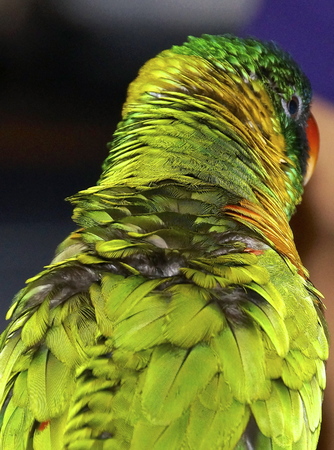 A Lory closeup on his feather