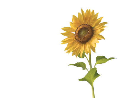A sunflower isolated with the white backgroundの写真素材
