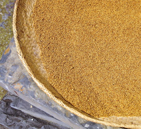 The closeup of millet for aborigines in Taiwan の写真素材