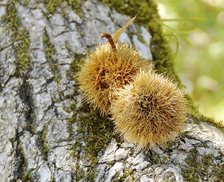 The close view of chestnuts on treeの写真素材